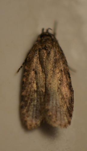 Depressariinae